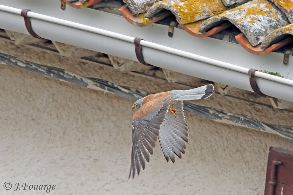 Lesser Kestrel male adult, identification, Flight, Reproduction-nesting