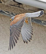 Lesser Kestrel