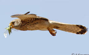 Lesser Kestrel