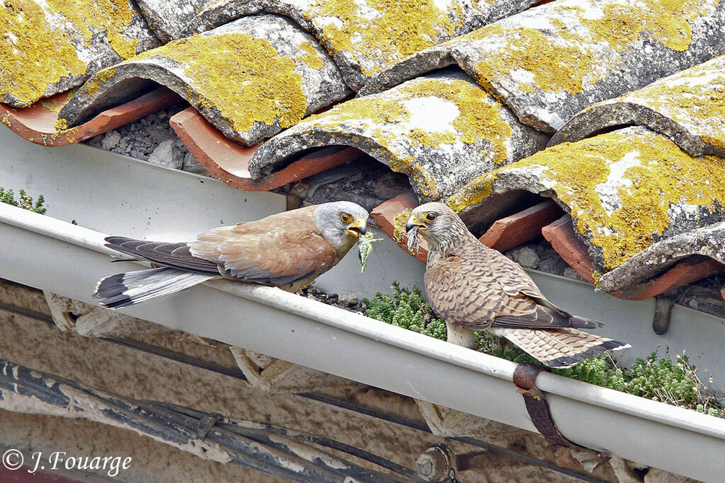 Lesser Kestrel adult, identification, feeding habits, Reproduction-nesting