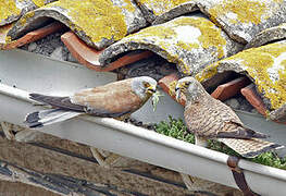 Lesser Kestrel