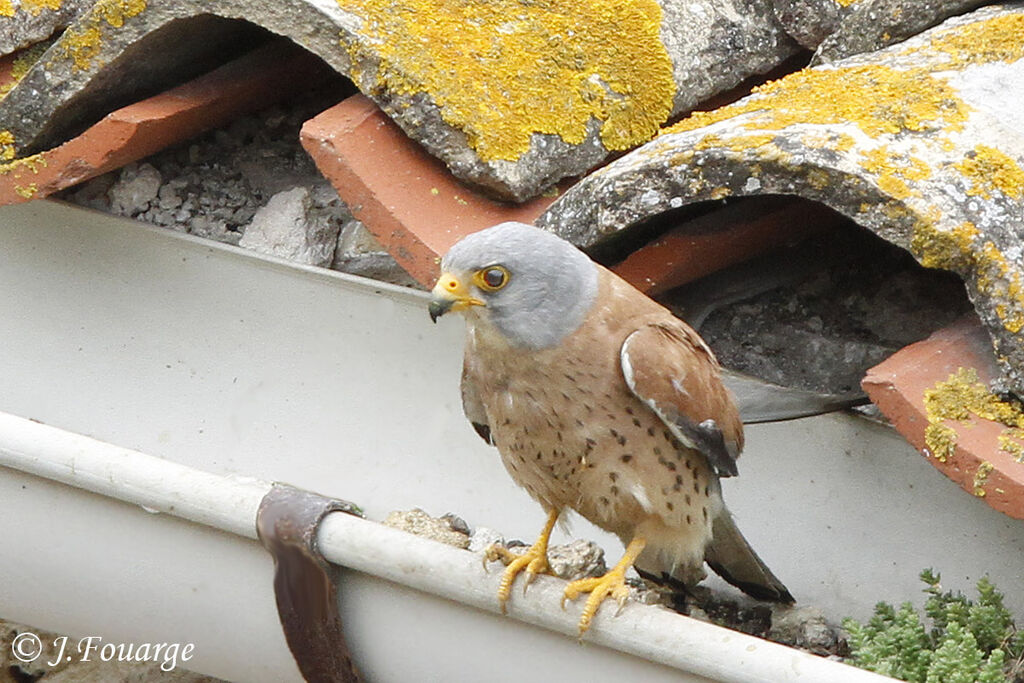 Lesser Kestrel male adult, identification, Reproduction-nesting