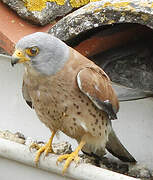 Lesser Kestrel