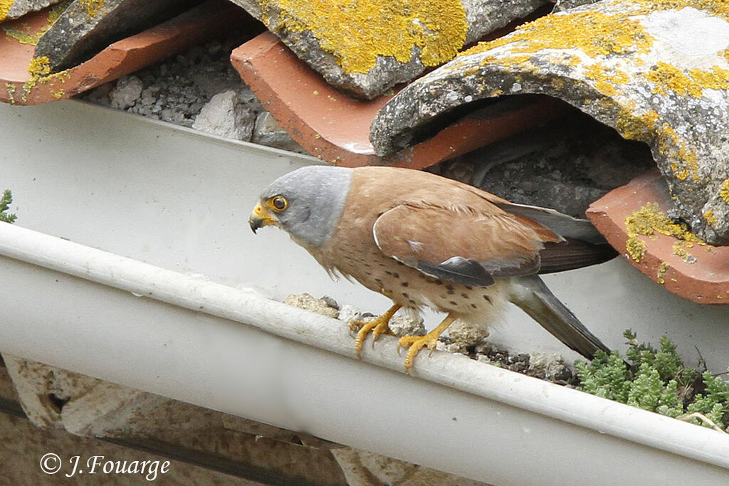 Lesser Kestrel male adult, identification, Reproduction-nesting