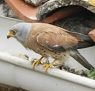 Lesser Kestrel