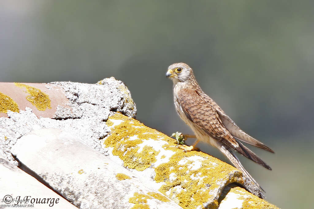 Lesser Kestrel female adult, identification, feeding habits