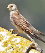 Lesser Kestrel