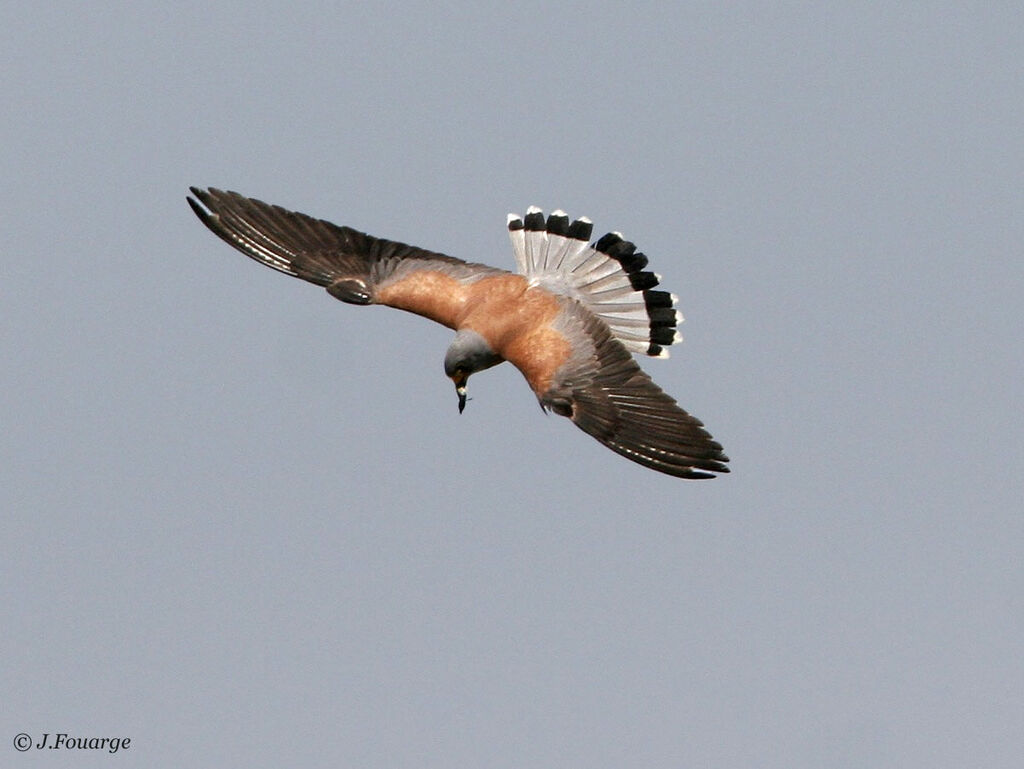 Lesser Kestrel male adult