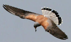 Lesser Kestrel