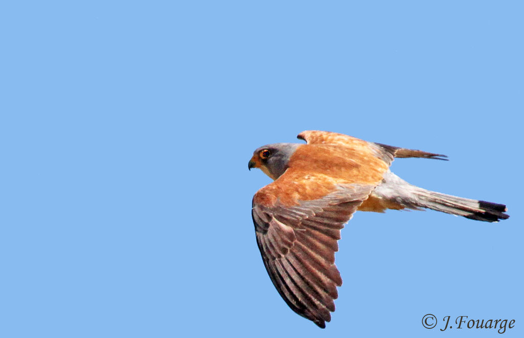 Lesser Kestrel male adult, Flight