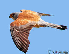 Lesser Kestrel