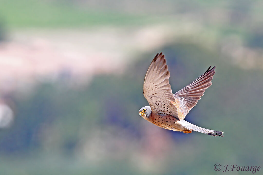 Lesser Kestrel male adult, Flight