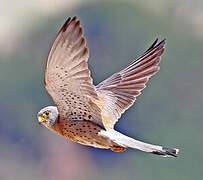 Lesser Kestrel