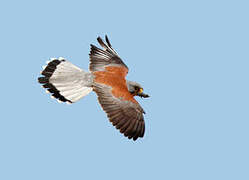 Lesser Kestrel