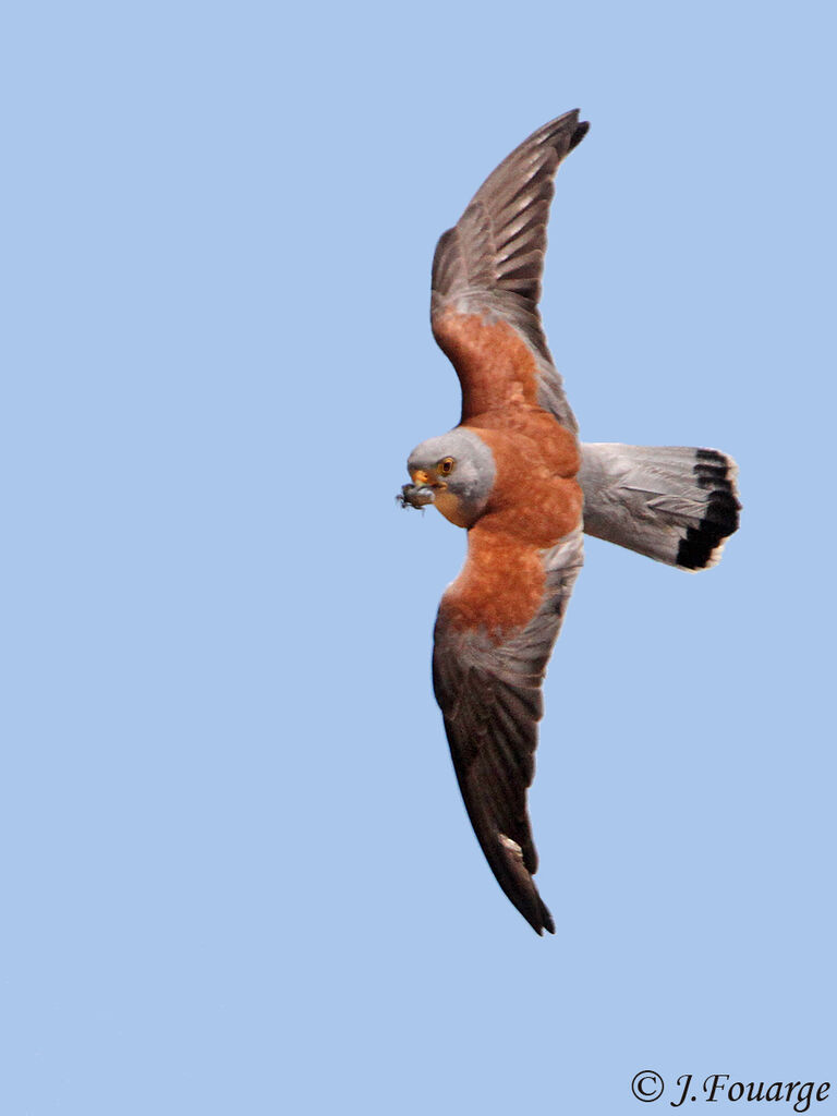 Lesser Kestrel male adult, Flight