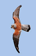 Lesser Kestrel