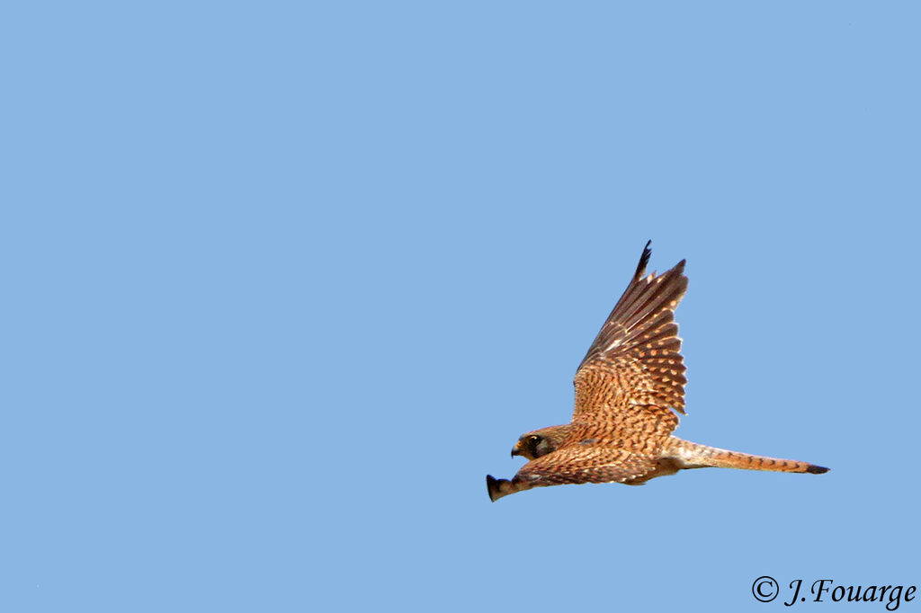 Lesser Kestrel female adult, Flight