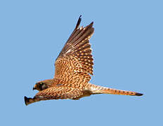 Lesser Kestrel