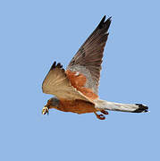 Lesser Kestrel