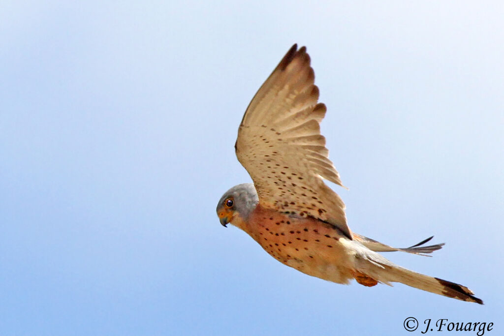 Lesser Kestrel male adult, Flight