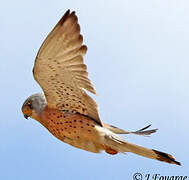 Lesser Kestrel