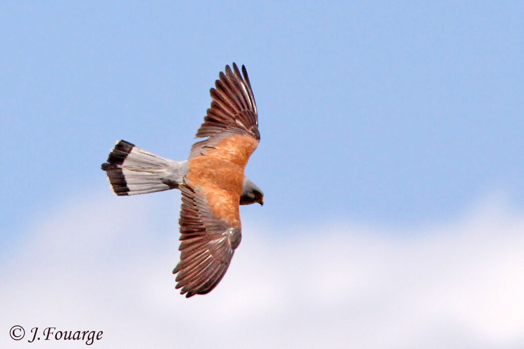 Lesser Kestrel male adult, Flight