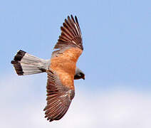 Lesser Kestrel