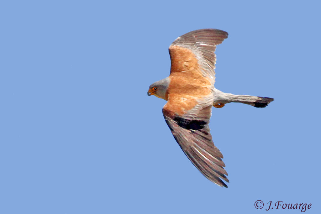 Lesser Kestrel male adult, Flight