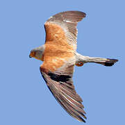 Lesser Kestrel