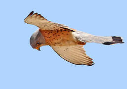 Lesser Kestrel