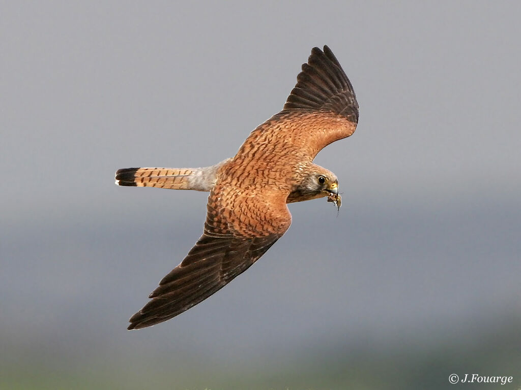 Lesser Kestrel female adult