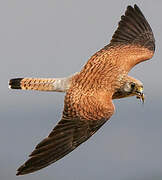 Lesser Kestrel