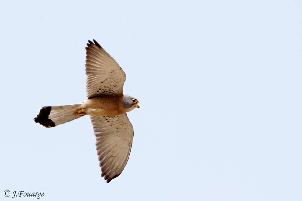 Lesser Kestrel male adult, Flight