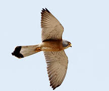 Lesser Kestrel