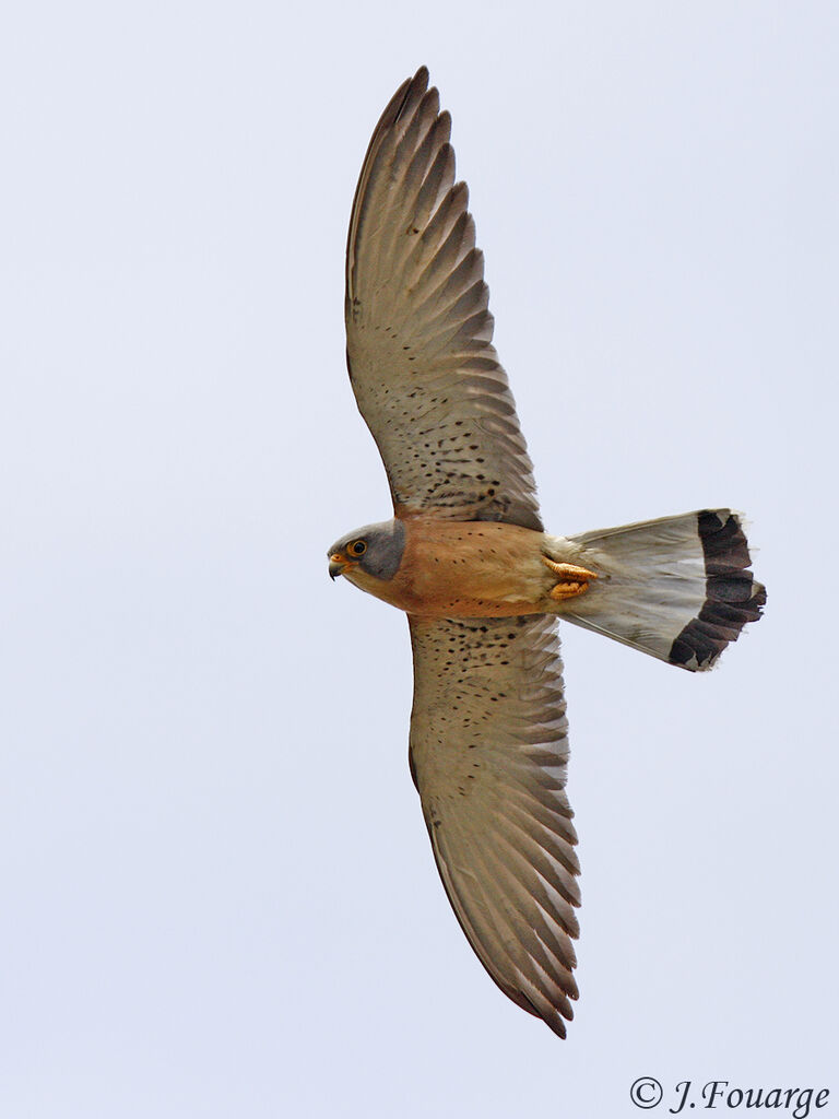 Lesser Kestrel male adult, Flight