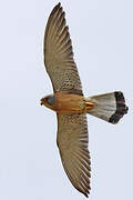 Lesser Kestrel