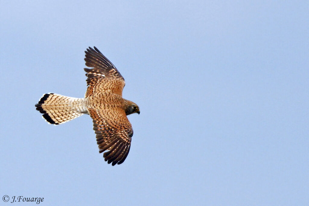 Lesser Kestrel female adult, Flight