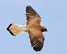 Lesser Kestrel