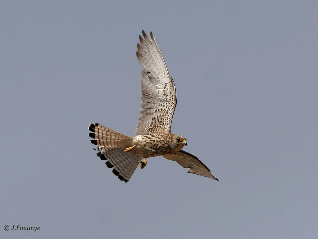 Lesser Kestrel female adult