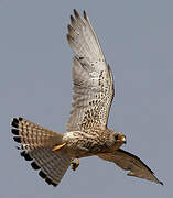 Lesser Kestrel