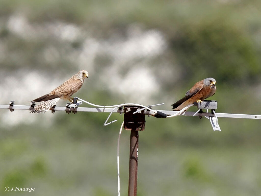 Lesser Kestrel adult