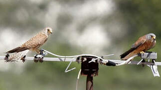 Lesser Kestrel