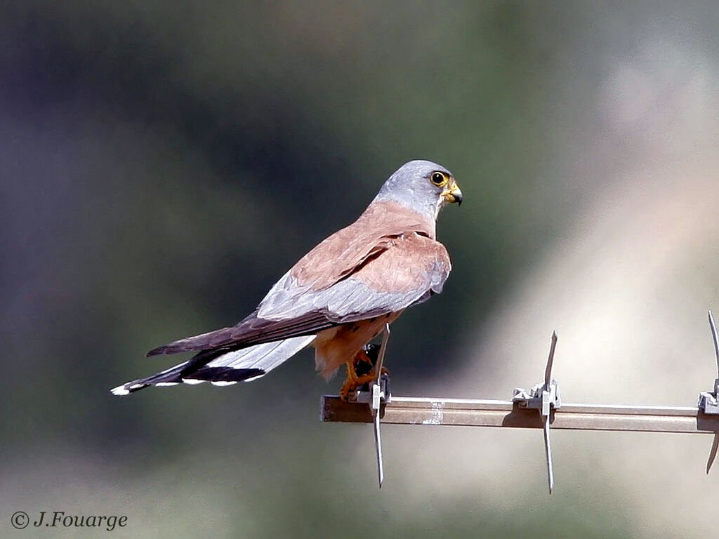 Lesser Kestrel male adult