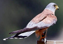 Lesser Kestrel