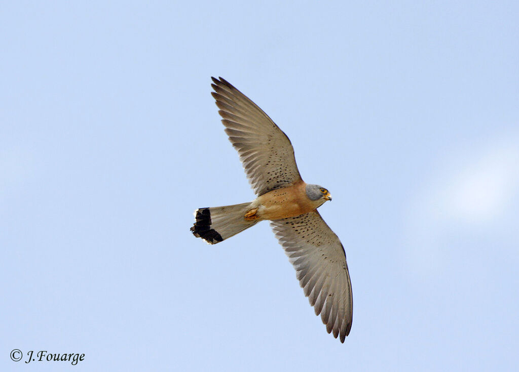 Lesser Kestrel male adult