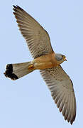 Lesser Kestrel