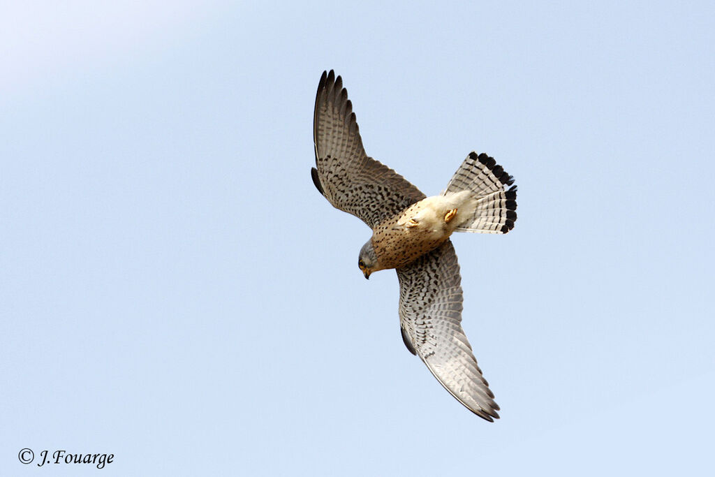 Lesser Kestrel