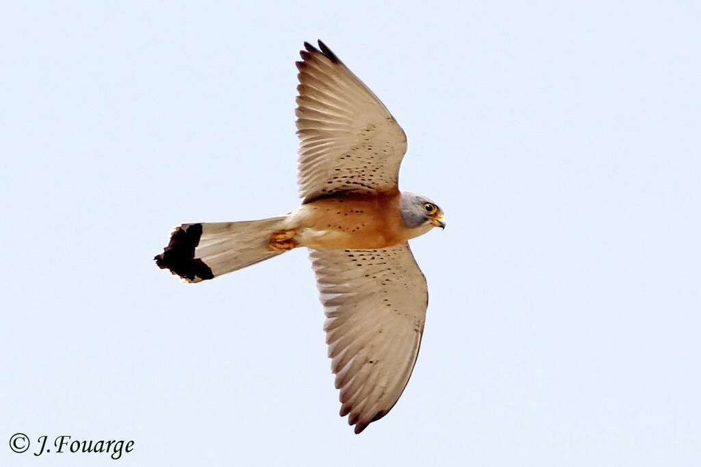 Lesser Kestrel male adult