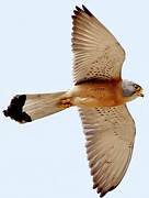 Lesser Kestrel