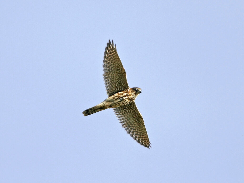 Merlin, Flight